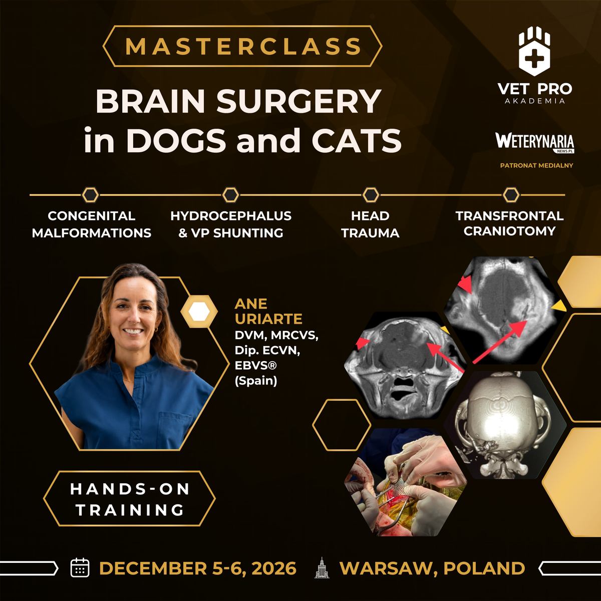 Brain Surgery in Dogs and Cats