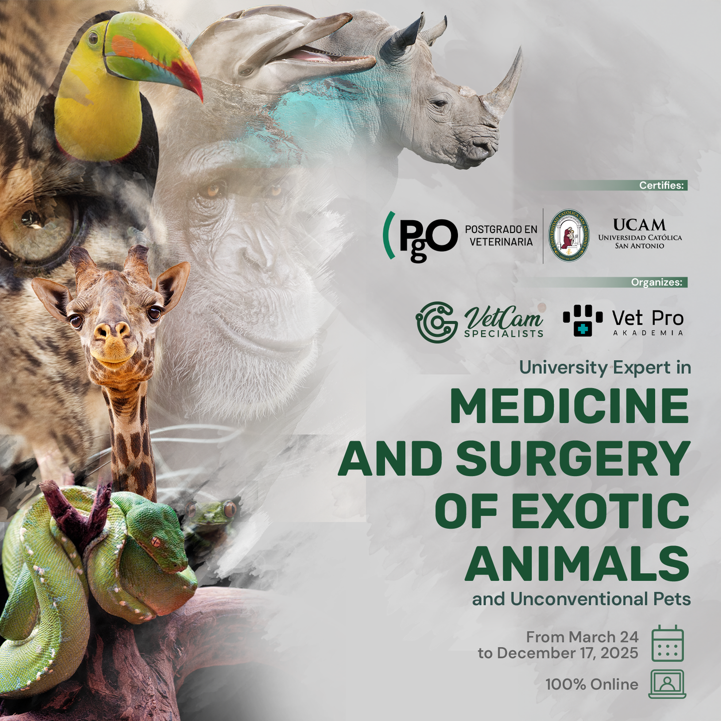 University Expert in Medicine and Surgery of Exotic Animals and Unconventional Pets